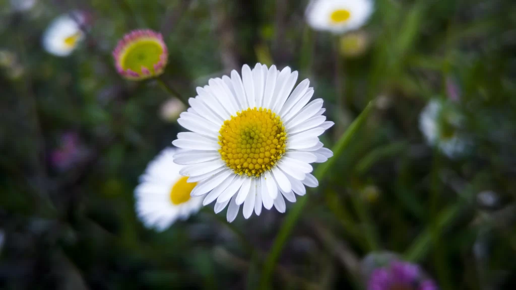 White Daisy Petals Yellow Center Green gray Stems