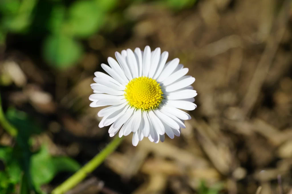 White Daisy Petals Yellow Center warm Sunlit