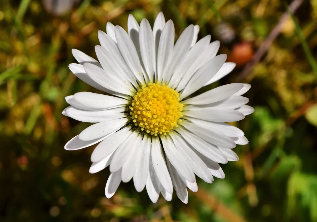 White Daisy Petals Yellow Center warm Sunflower