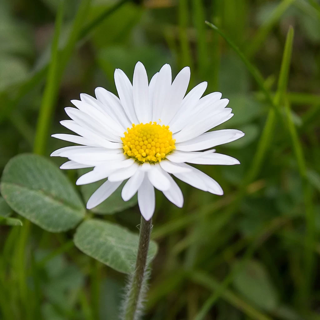 White Daisy Petals Yellow Center Green warm Leaves