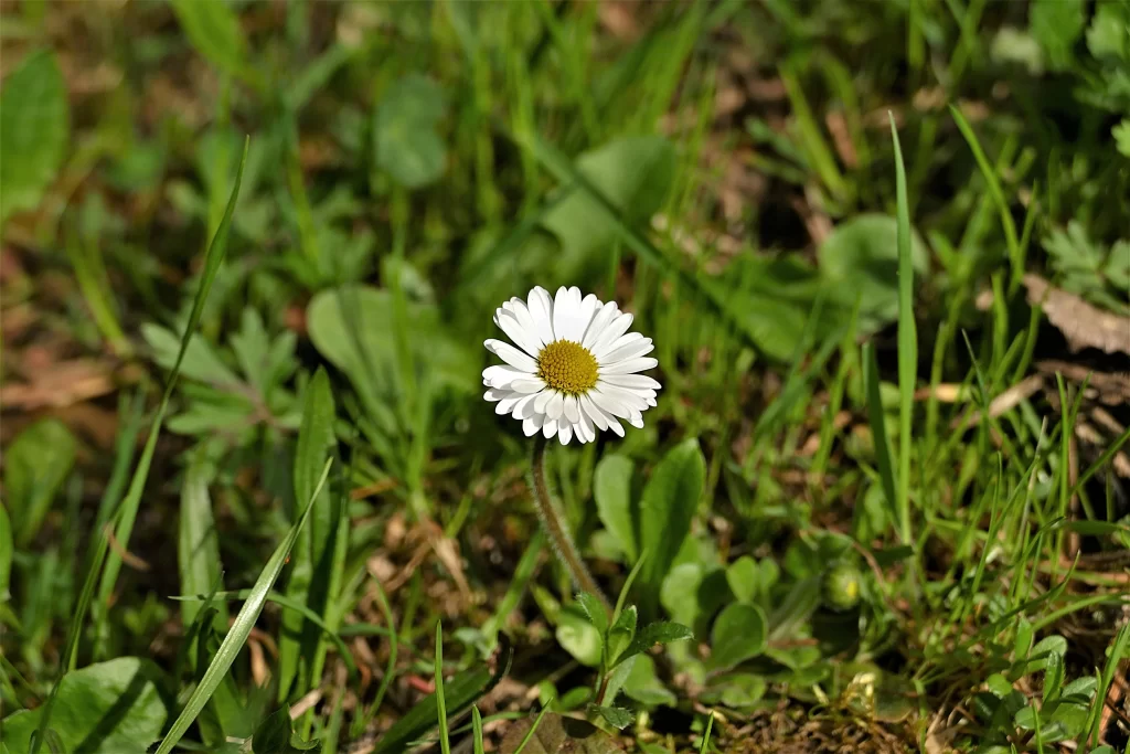 White Daisy Petals Yellow Center Green warm Leaves