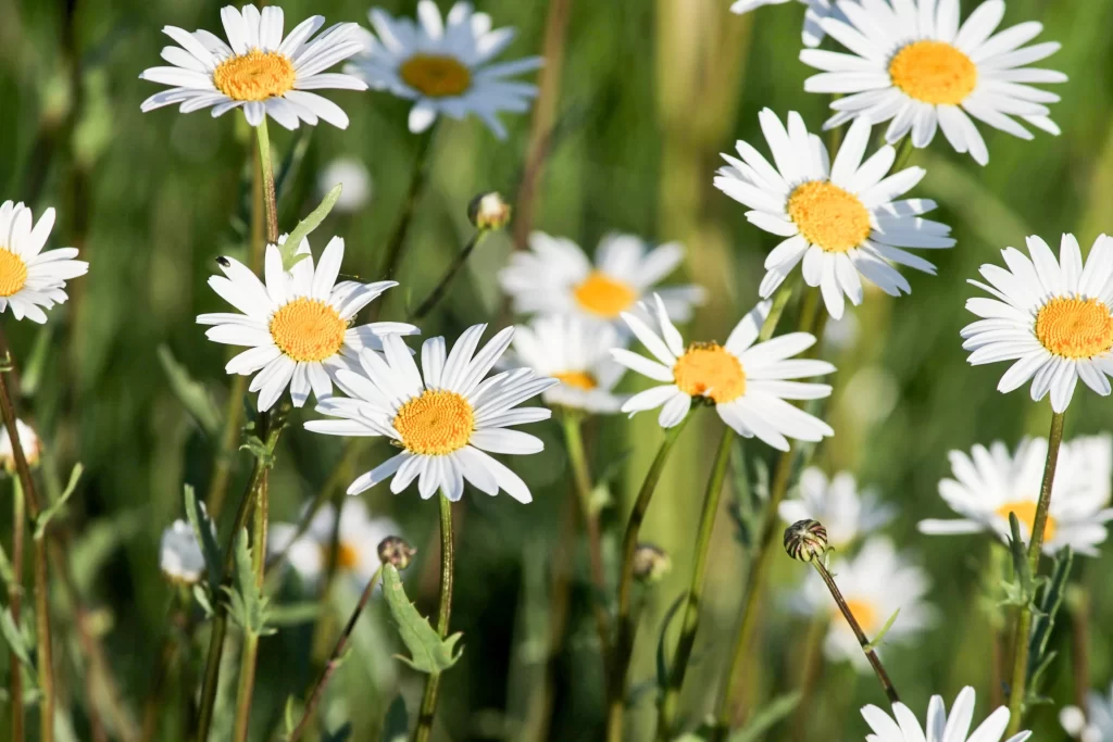 White Daisy Petals Yellow Center Green warm Stems