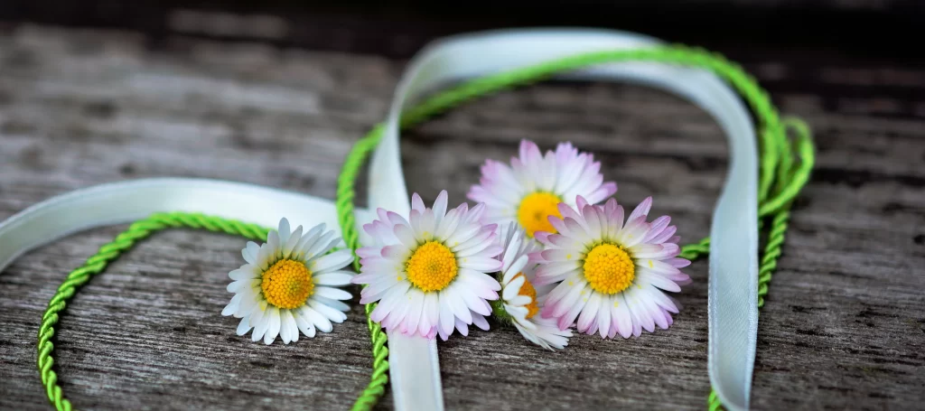 White Daisy Petals Yellow Center Green gray Stem
