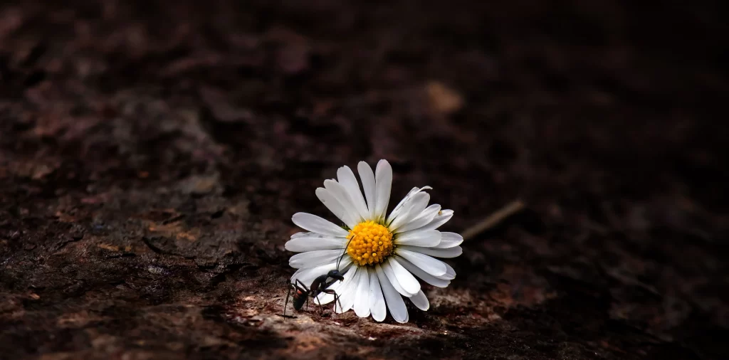 White Daisy Petals Yellow Center Ant