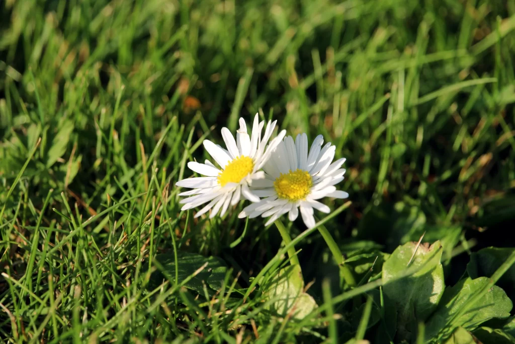 White Daisy Petals Yellow Center Green warm Grass