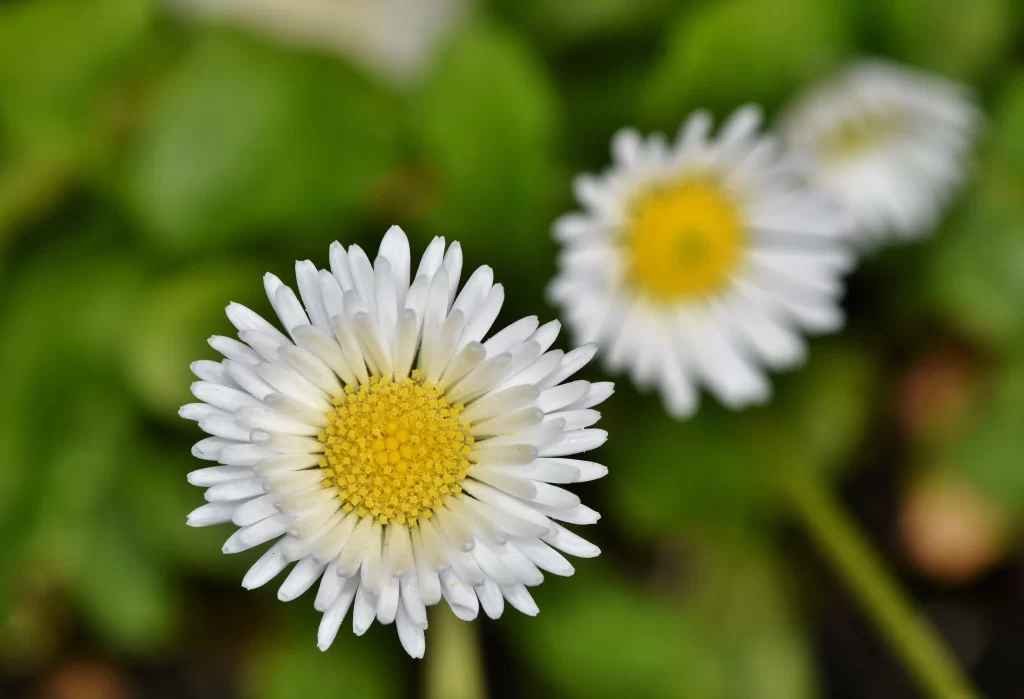 White Daisy Petals Yellow Center Green warm Leaves