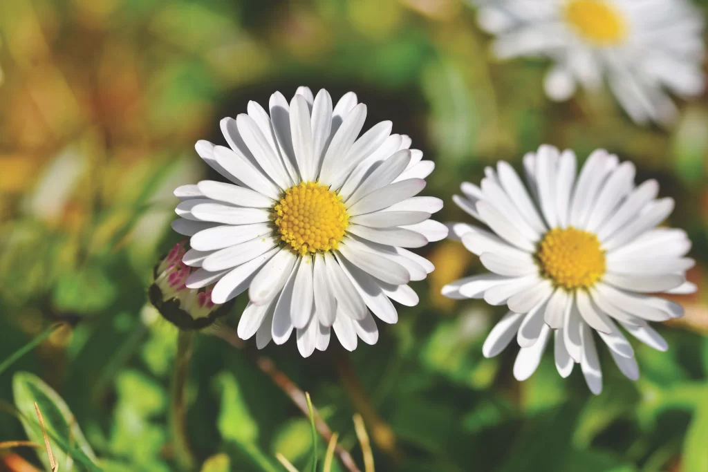 White Daisy Petals Yellow Center Green warm Leaves