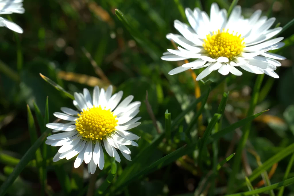 White Daisy Petals Yellow Center warm Sunlight