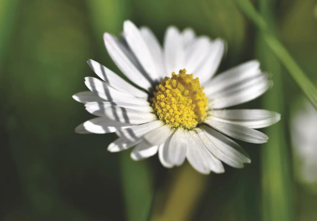 White Daisy Petals Yellow Center Green gray Background