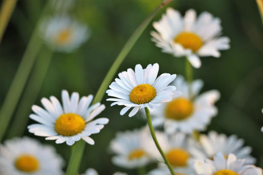 White Daisy Petals Yellow Center Green gray Stems