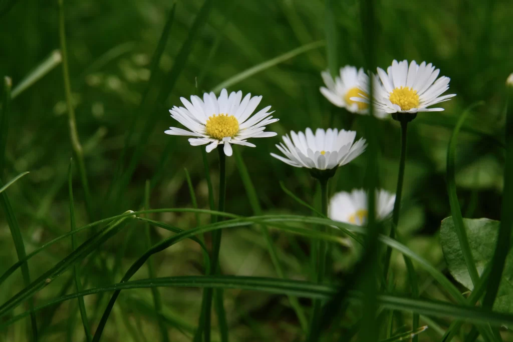 White Daisy Petals Yellow Center Green warm Grass