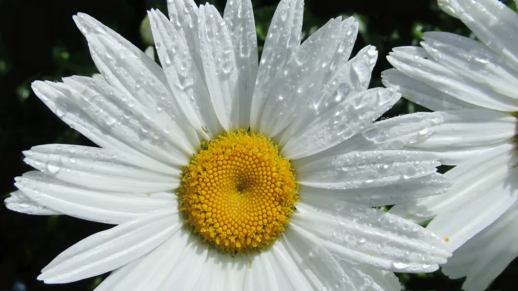 White Daisy Petals Yellow Center gray Dewdrops
