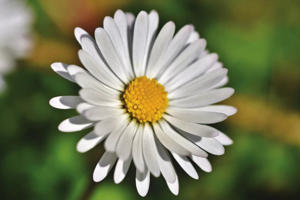 White Daisy Petals Yellow Center Green warm Background
