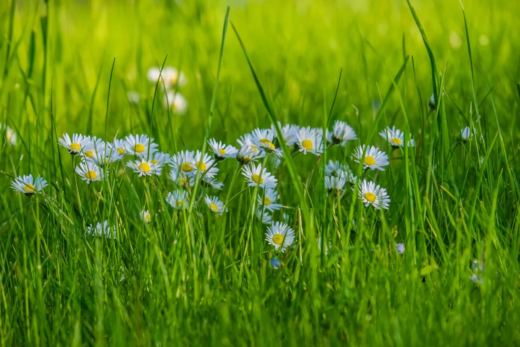 White Daisy Petals Yellow Center Green warm Grass
