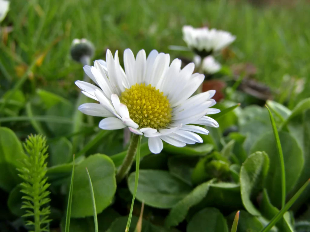 White Daisy Petals Yellow Center Green warm Leaves
