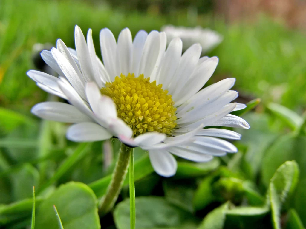 White Daisy Petals Yellow Center Green warm Leaves