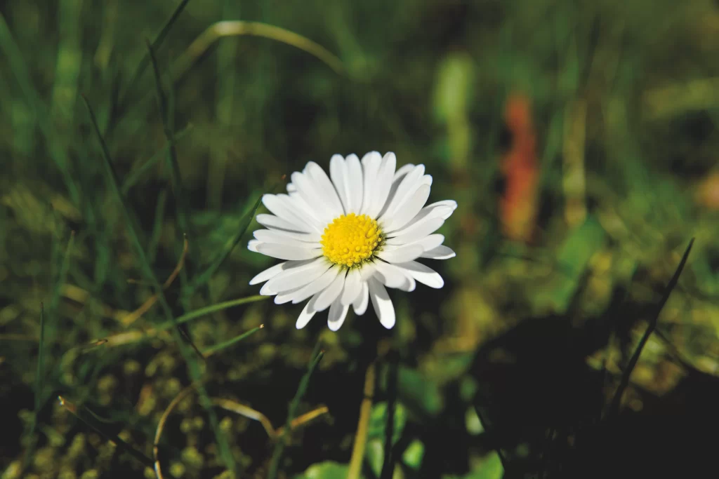 White Daisy Petals Yellow Center Green gray Grass