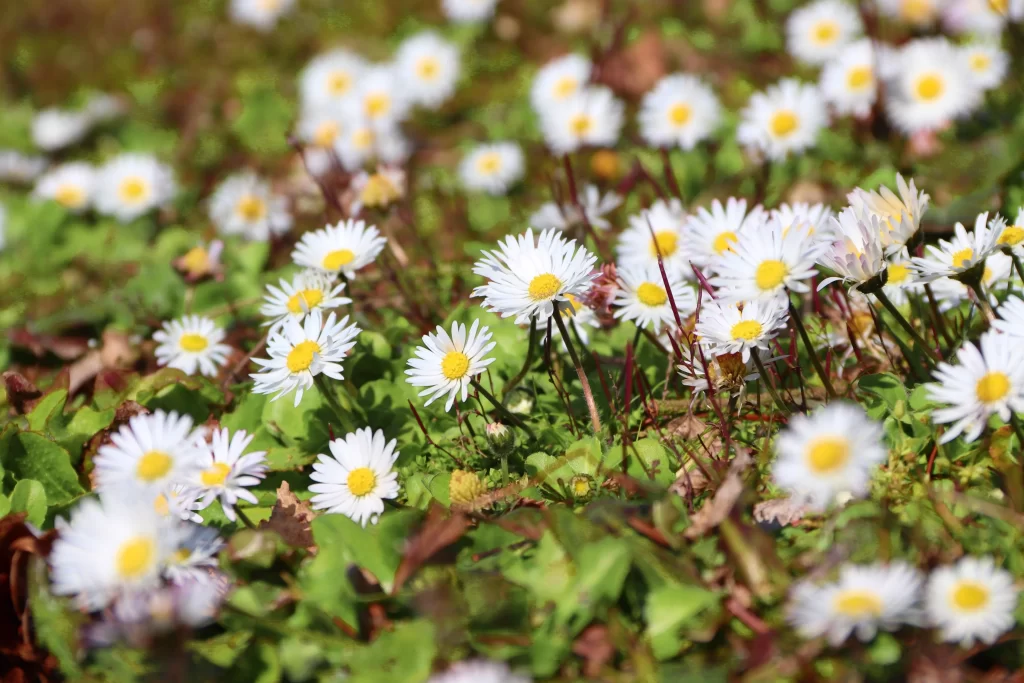 White Daisy Petals Yellow Center Green warm Leaves