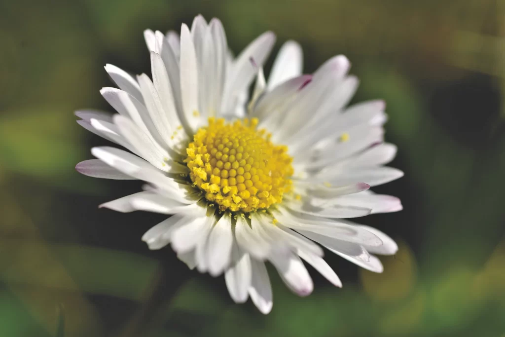 White Daisy Petals Yellow Center Green gray Background