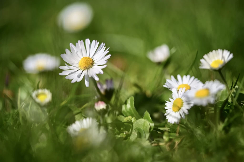 White Daisy Petals Yellow Center Green warm Grass