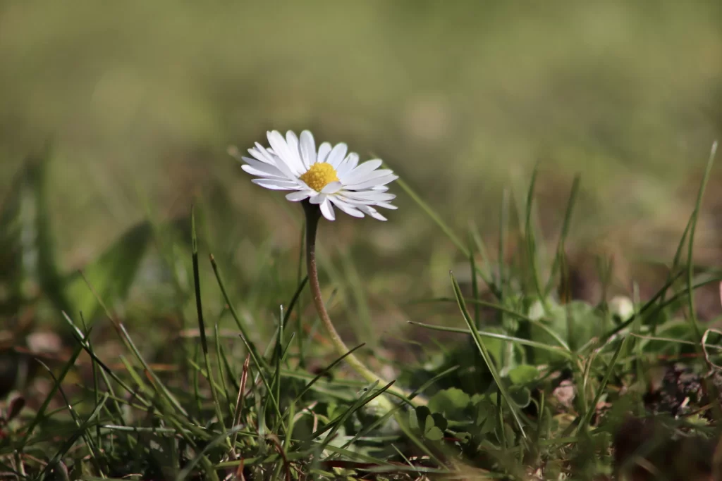 White Daisy Petals Yellow Center Grass