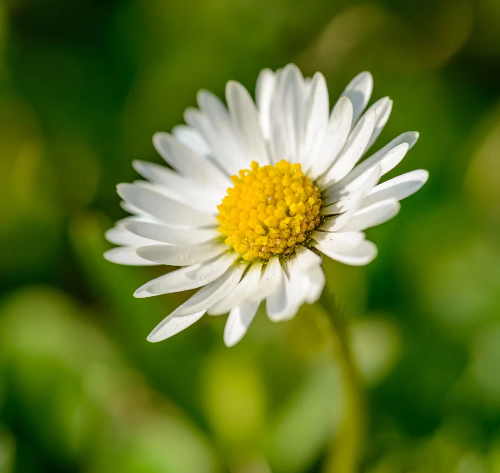 White Daisy Petals Yellow Center Green warm Background