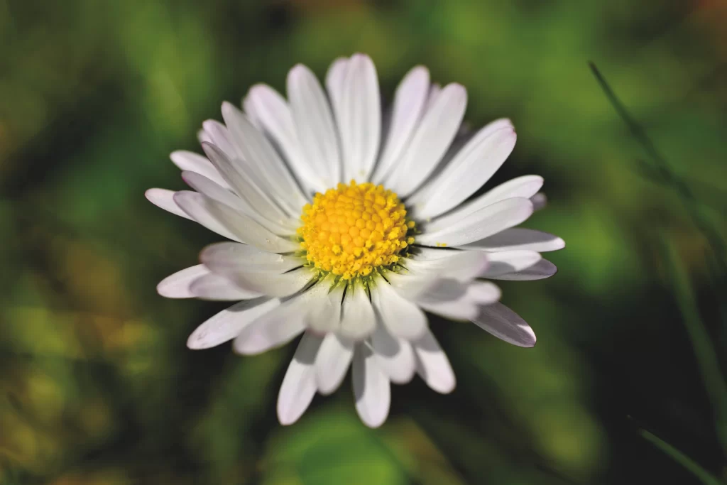 White Daisy Petals Yellow Center Green gray Background