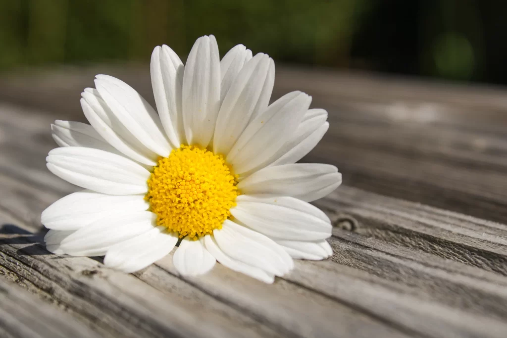 White Daisy Petals Yellow Center gray Sunlight