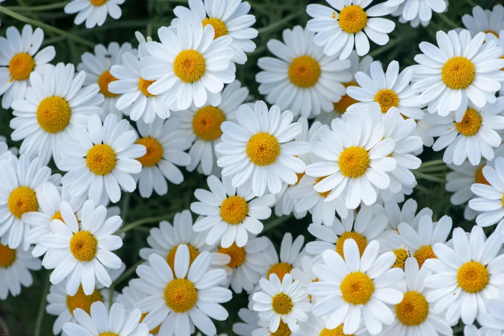 White Daisy Petals Yellow gray Center