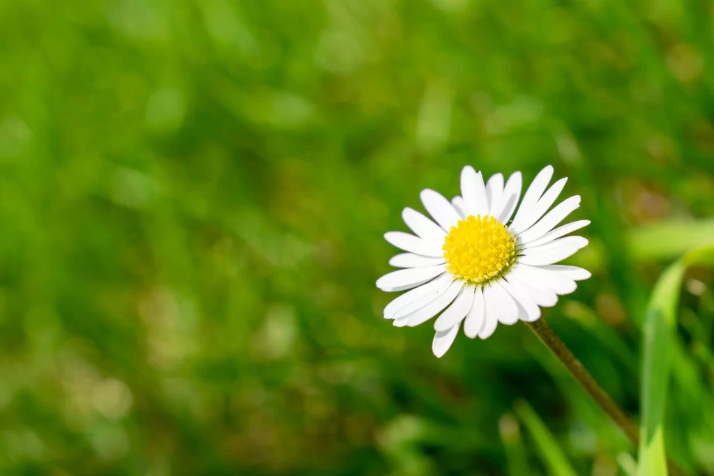 White Daisy Petals Yellow Center Green warm Grass