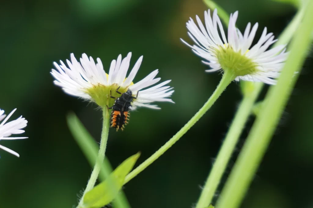 White Daisy Petals Yellow Center warm Bug