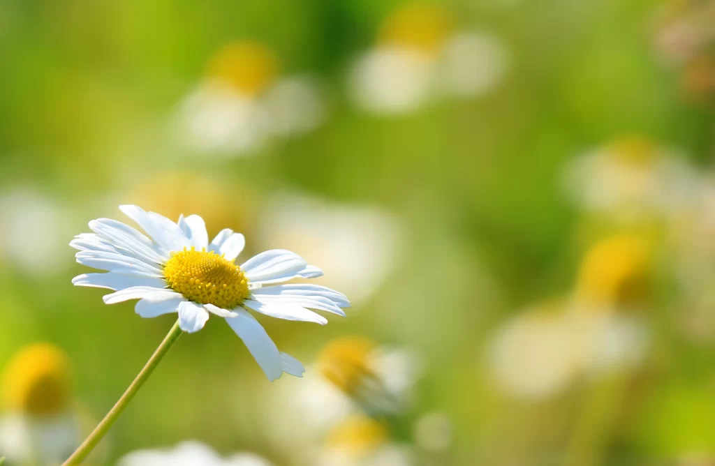 White Daisy Petals Yellow Center Sunlit warm Field