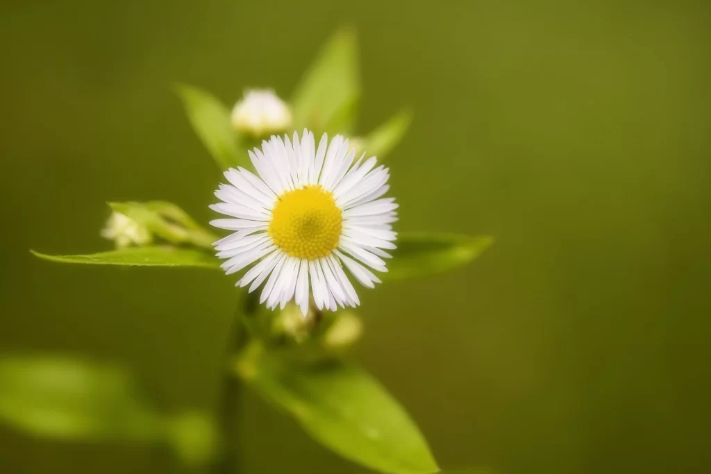 White Daisy Petals Yellow Center Green warm Leaves