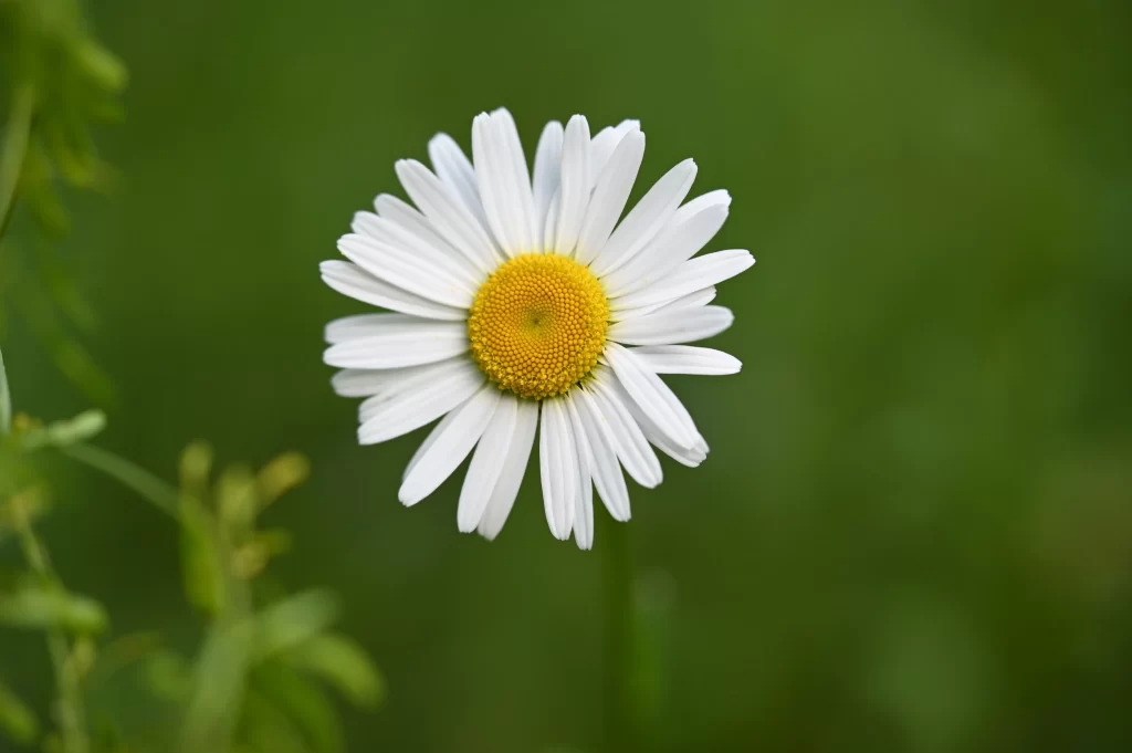 White Daisy Petals Yellow Center Green warm Background