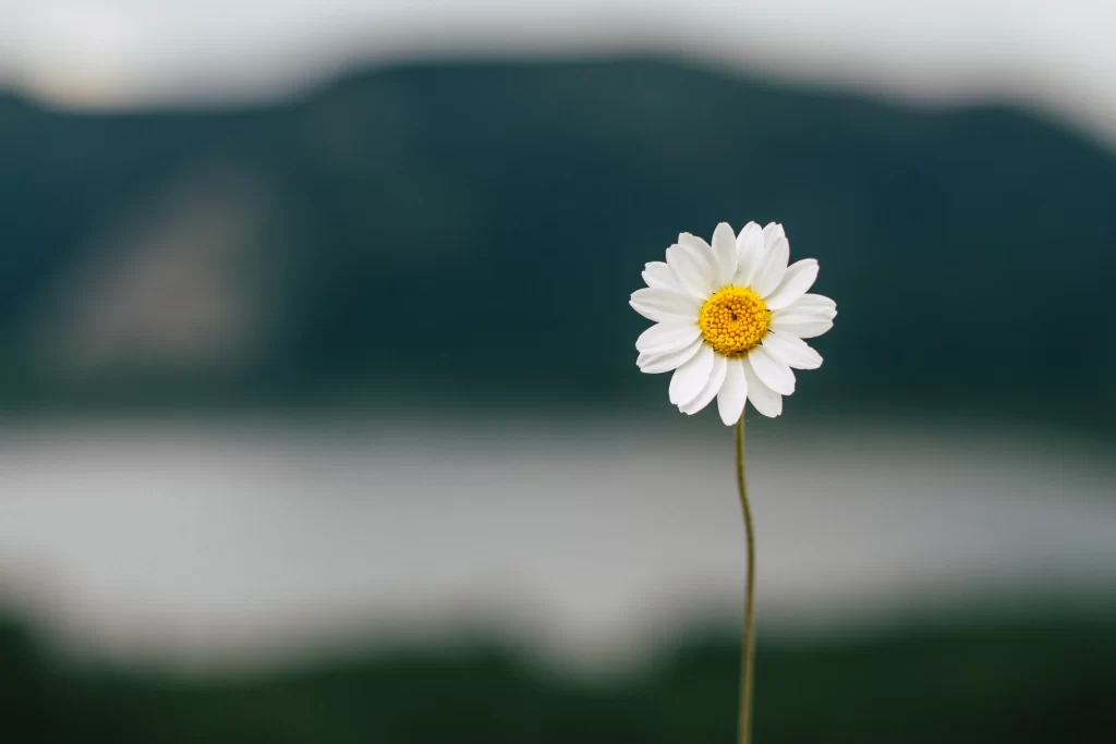 White Daisy Petals Yellow Center Stem