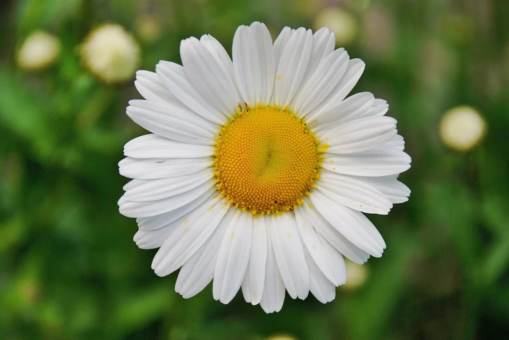 White Daisy Petals Yellow Center Green warm Background