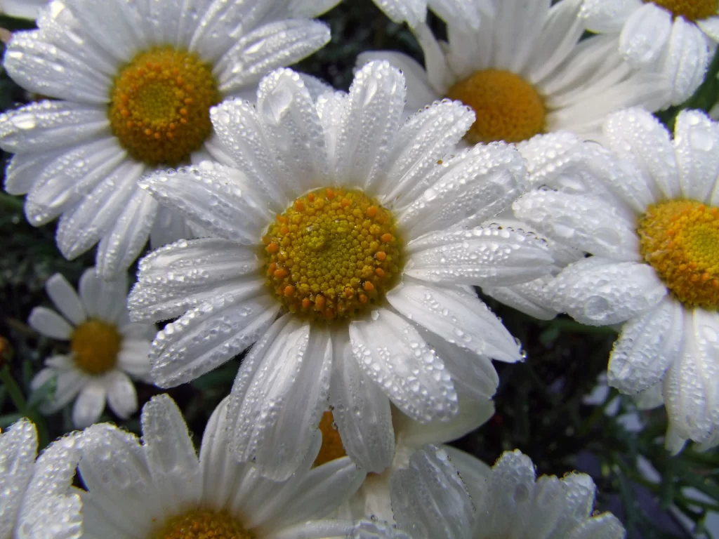 White Daisy Petals Yellow Center gray Dewdrops