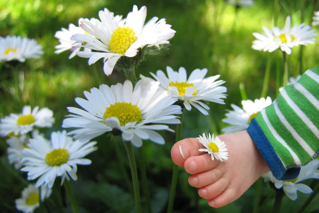 White Daisy Petals Yellow Center Green warm Stem
