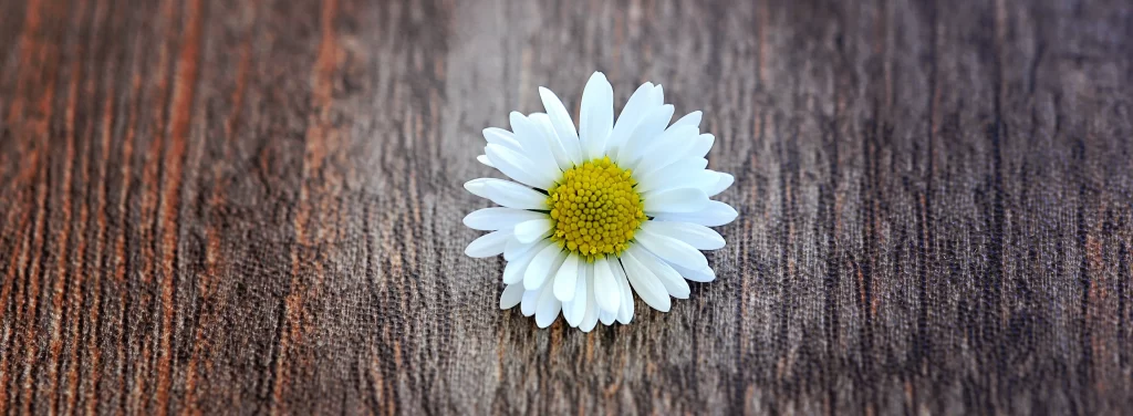 White Daisy Petals Yellow Center Wooden Surface