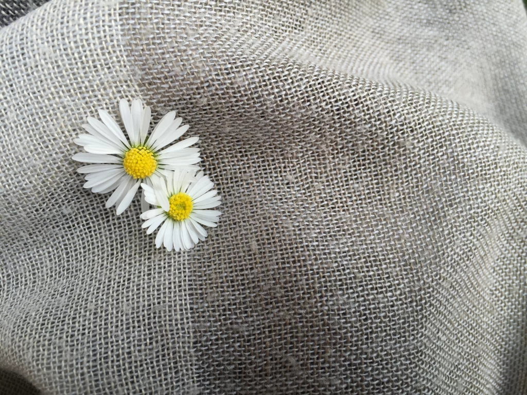 White Daisy Petals Yellow gray Center