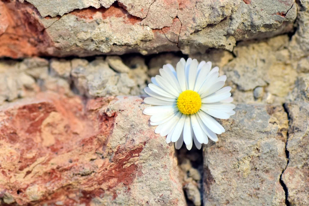 White Daisy Petals Yellow Center Cracked Wall