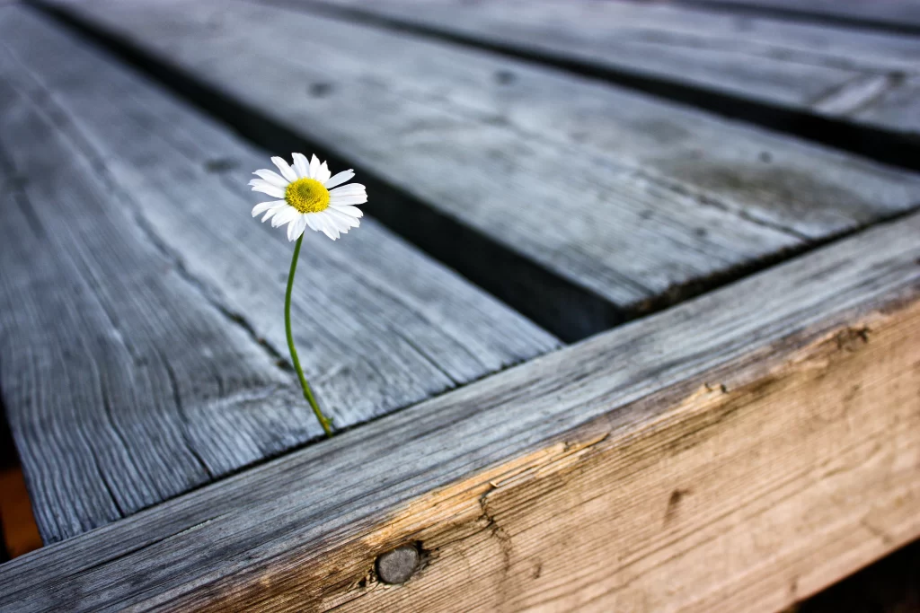 White Daisy Petals Yellow Center Green gray Stem