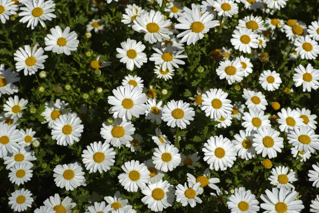 White Daisy Petals Yellow Center Green gray Leaves