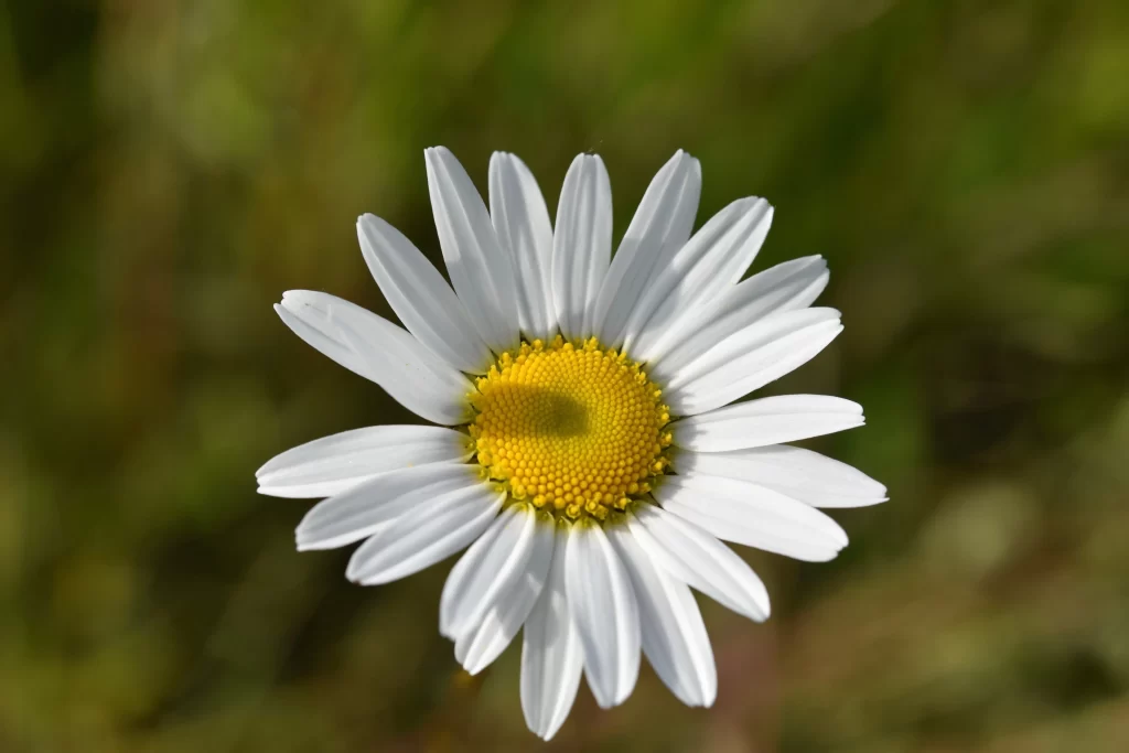 White Daisy Petals Yellow warm Center
