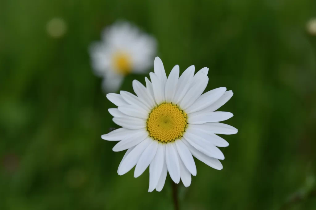 White Daisy Petals Yellow Center Green warm Background