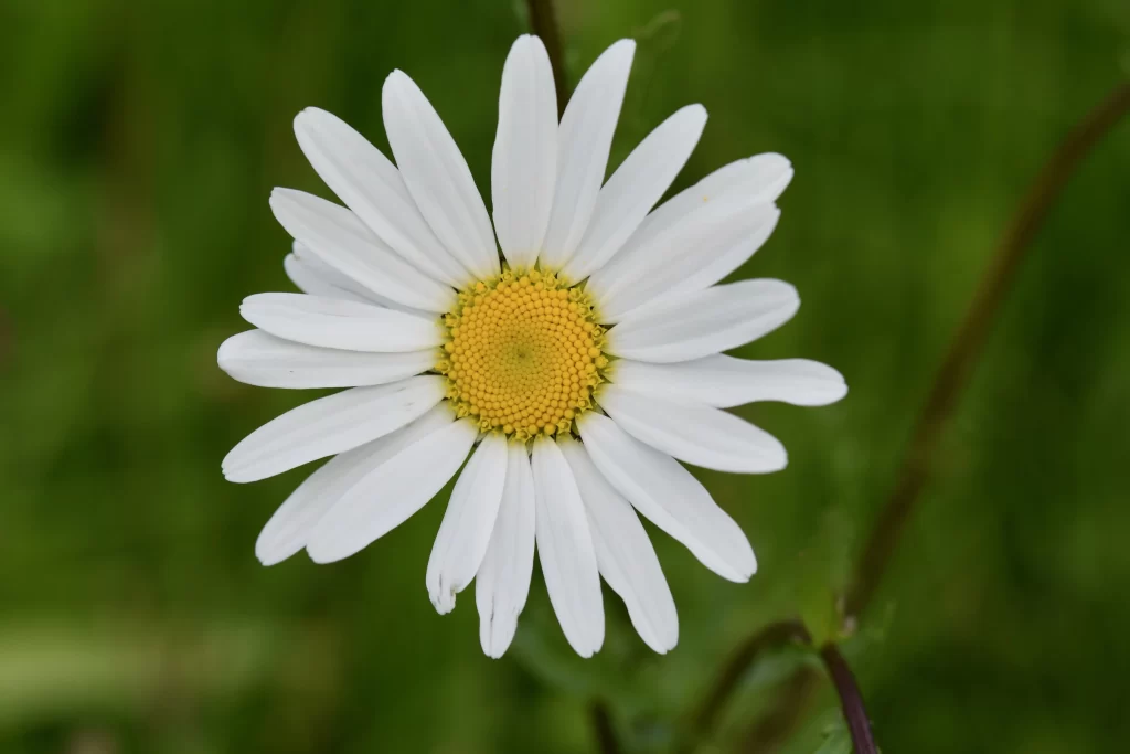 White Daisy Petals Yellow Center Green warm Background
