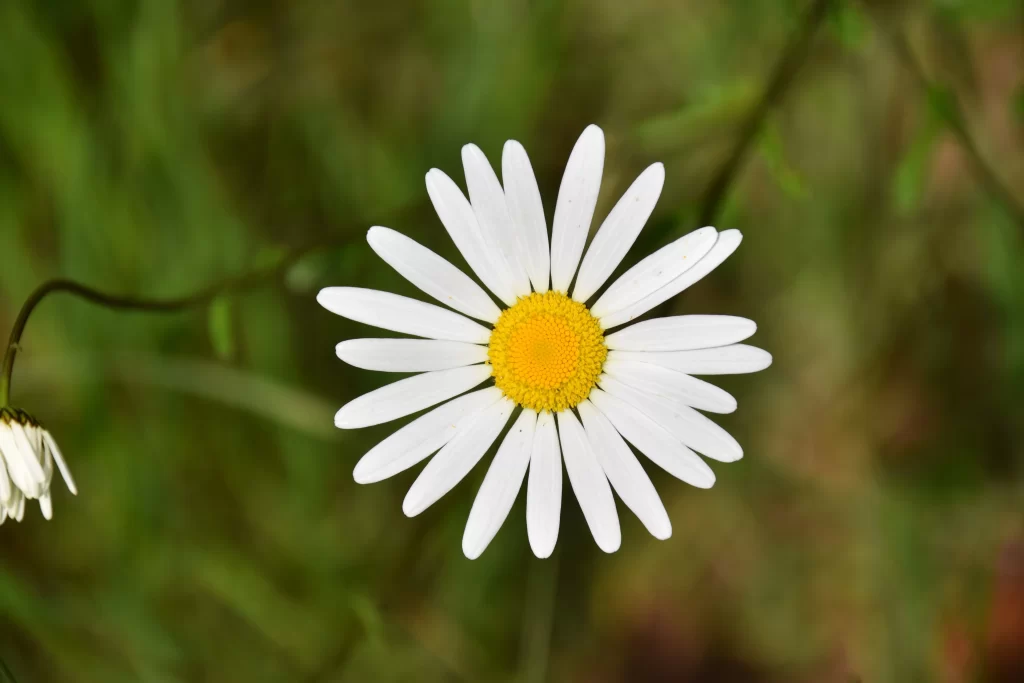 White Daisy Petals Yellow Center Green warm Background