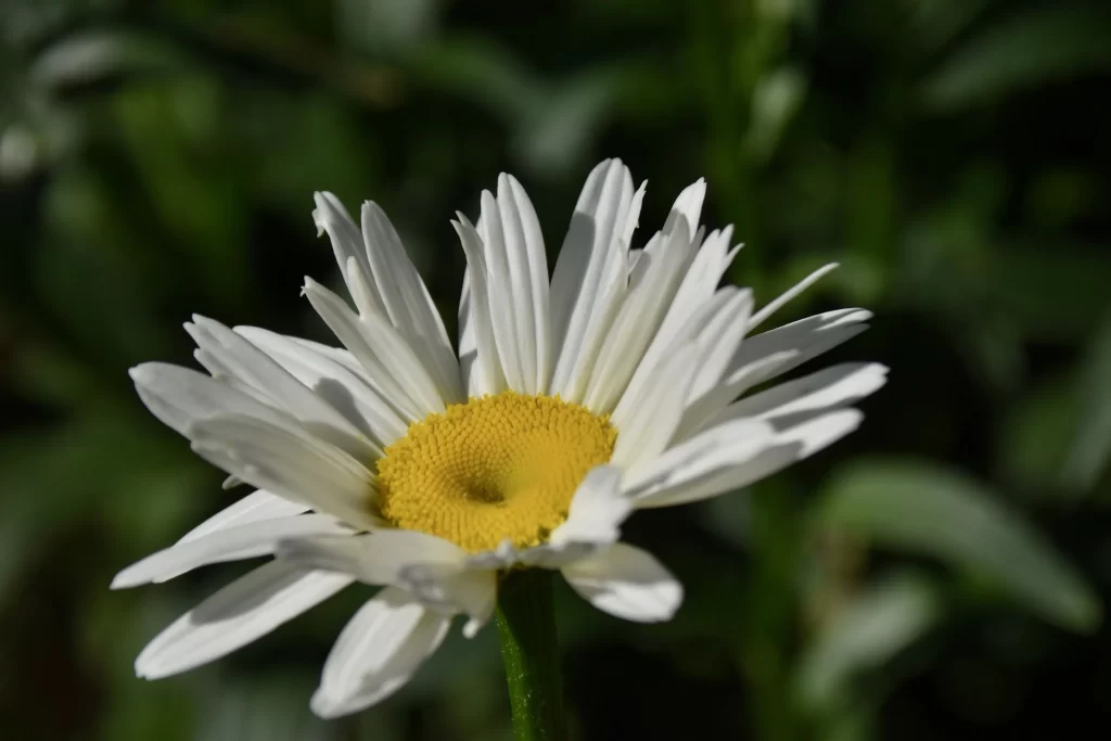 White Daisy Petals Yellow Center Green gray Stem