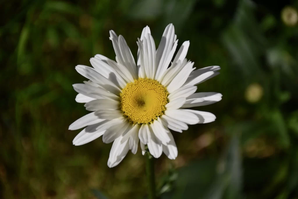 White Daisy Petals Yellow gray Center