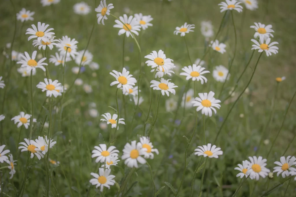 White Daisy Petals Yellow Center Green warm Stems